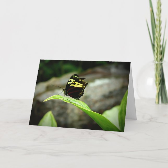 Schmetterling Karte (Vorderseite)