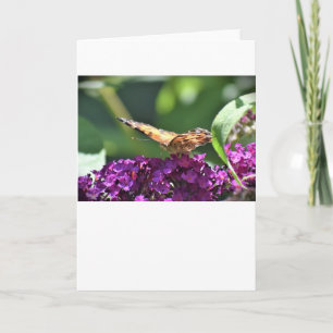 Schmetterling, Karte