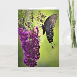 Schmetterling, Karte