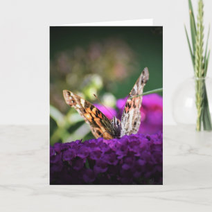 Schmetterling, Karte