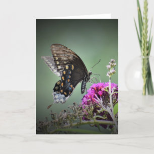 Schmetterling, Karte