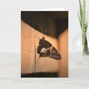 Schmetterling, Karte