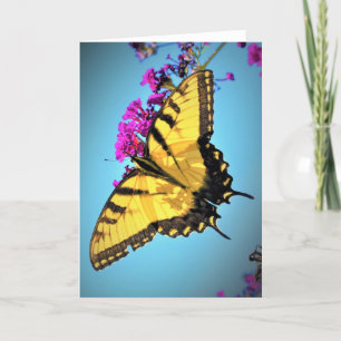 Schmetterling, Karte