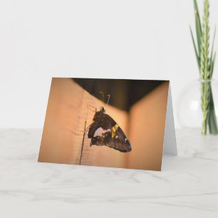 Schmetterling, Karte