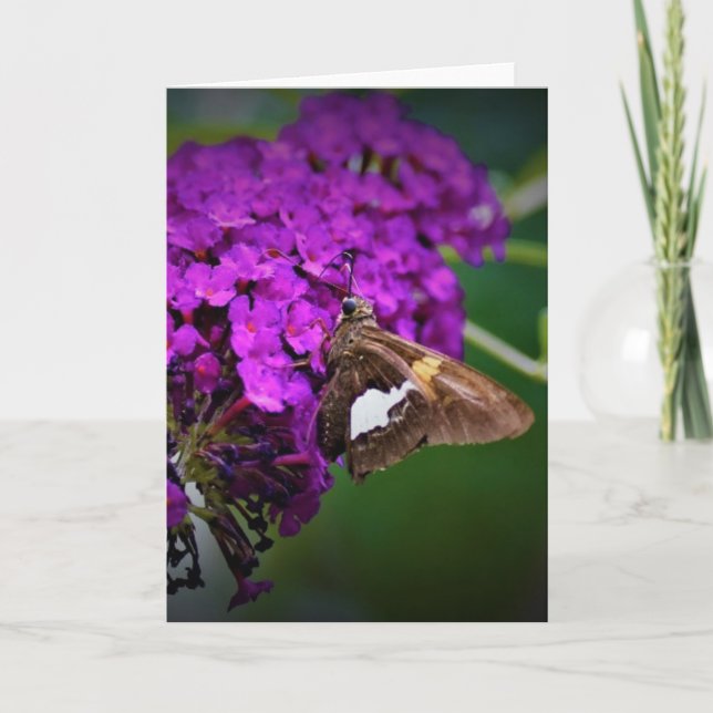 Schmetterling, Karte (Vorderseite)