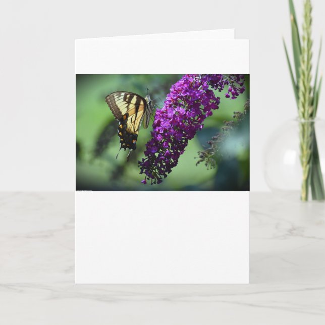 Schmetterling, Karte (Vorderseite)
