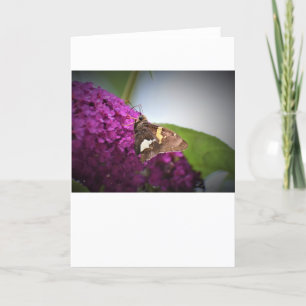 Schmetterling, Karte