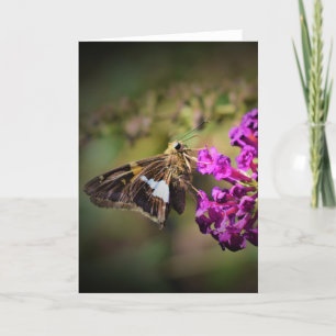 Schmetterling, Karte