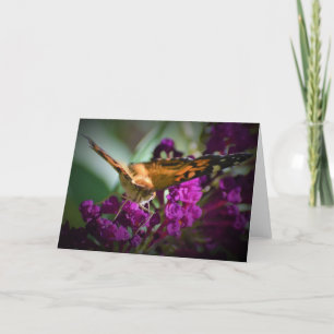 Schmetterling, Karte
