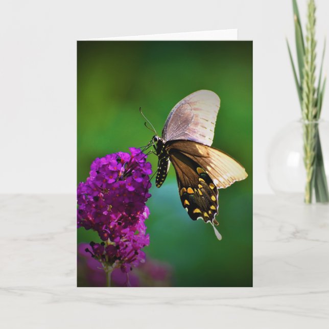 Schmetterling, Karte (Vorderseite)