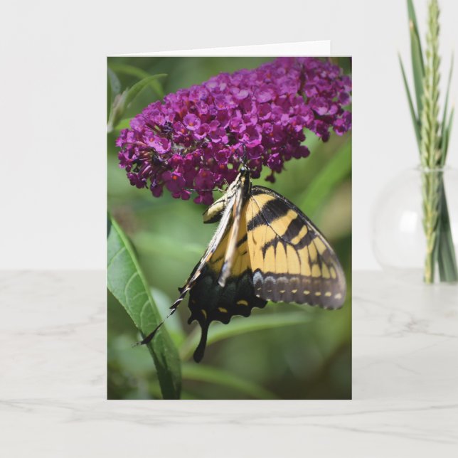 Schmetterling, Karte (Vorderseite)