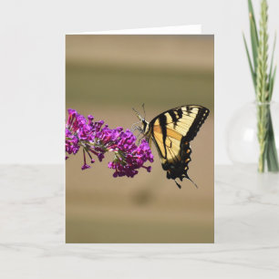 Schmetterling, Karte