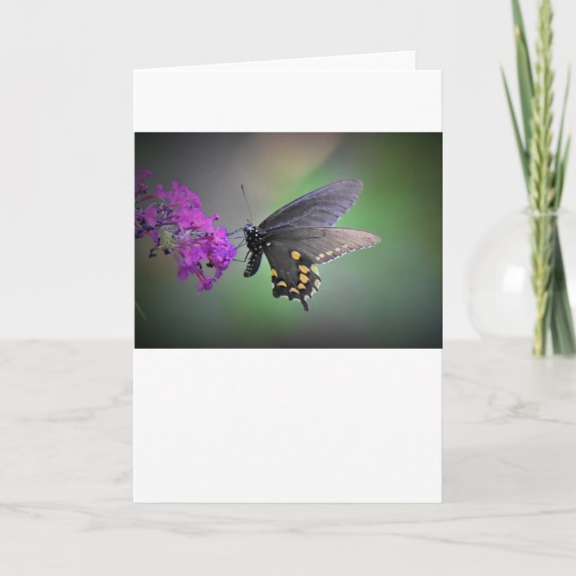 Schmetterling, Karte (Vorderseite)