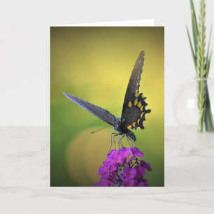 Schmetterling, Karte