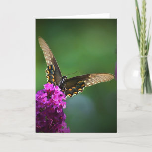 Schmetterling, Karte