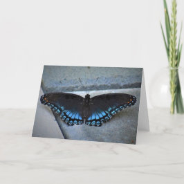 Schmetterling, Karte