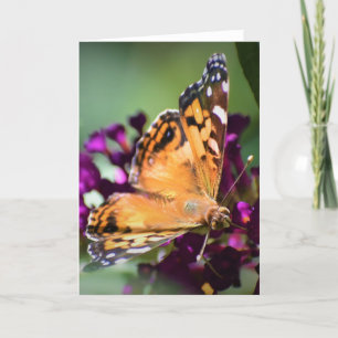 Schmetterling, Karte