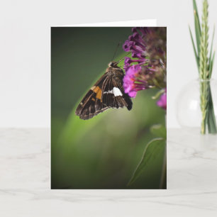 Schmetterling, Karte