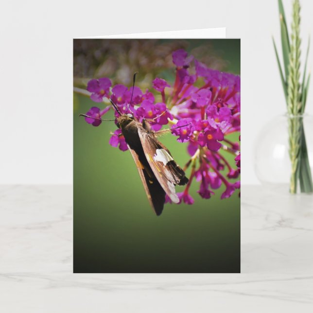 Schmetterling, Karte (Vorderseite)