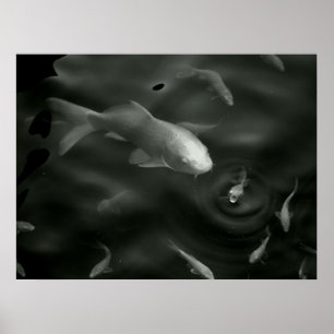 Schmetterling Kois Poster