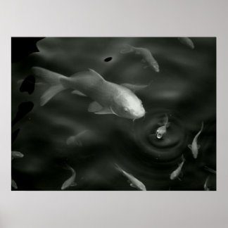 Schmetterling Kois Poster