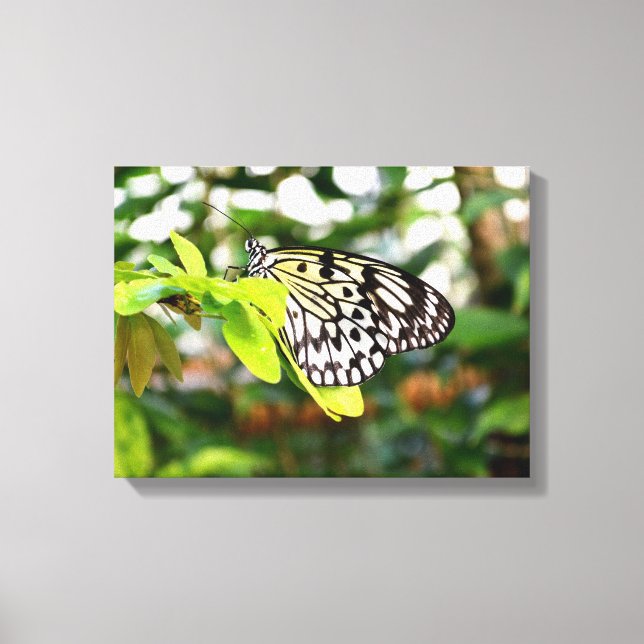 Schmetterling Leinwanddruck (Vorderseite)