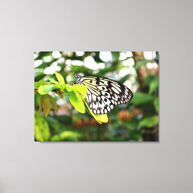Schmetterling Leinwanddruck (Vorderseite)