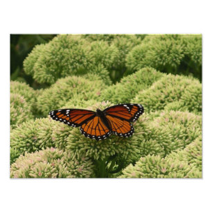 Schmetterling Limenitis archippus Schöne Naturfoto Fotodruck