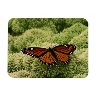 Schmetterling Limenitis archippus Schöne Naturfoto Magnet