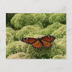 Schmetterling Limenitis archippus Schöne Naturfoto Postkarte