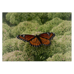 Schmetterling Limenitis archippus Schöne Naturfoto Schneidebrett