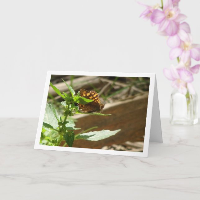 Schmetterling Maculada, Pararge Aegeria Karte (Orchidee)