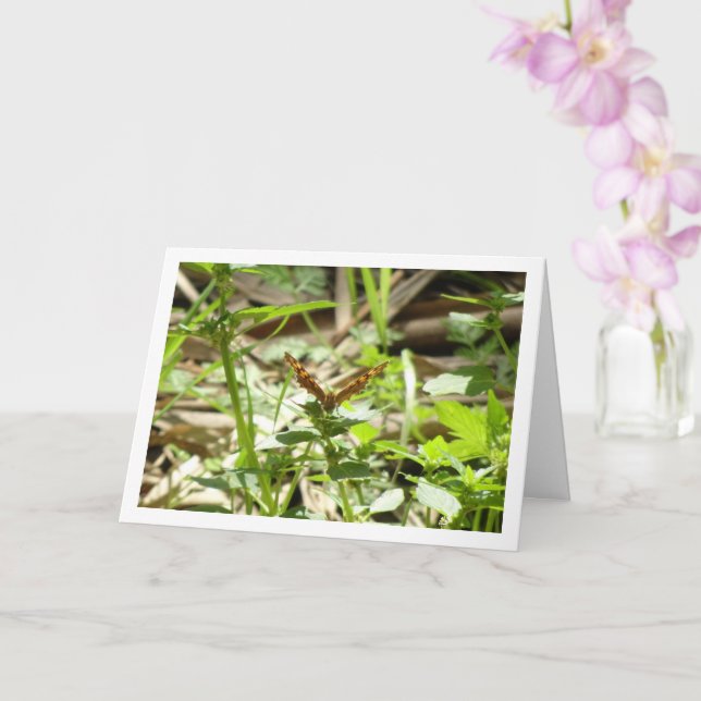 Schmetterling Maculada, Pararge Aegeria Karte (Orchidee)