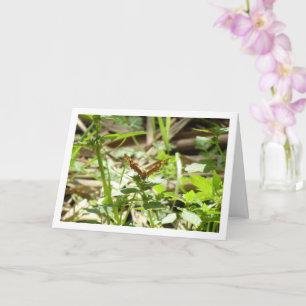 Schmetterling Maculada, Pararge Aegeria Karte