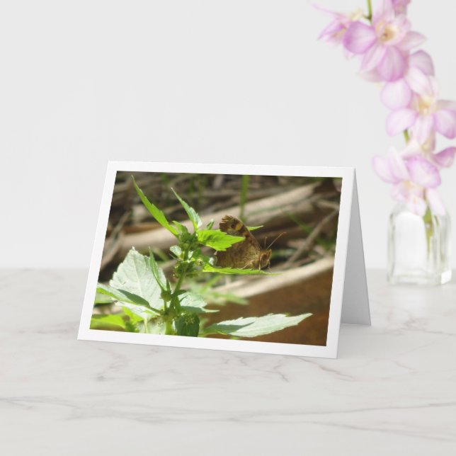 Schmetterling Maculada, Pararge Aegeria Karte (Orchidee)