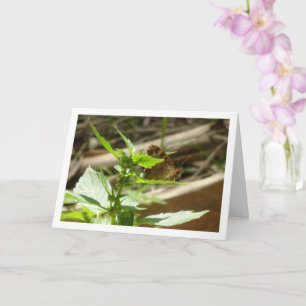 Schmetterling Maculada, Pararge Aegeria Karte