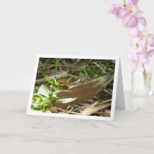 Schmetterling Maculada, Pararge Aegeria Karte