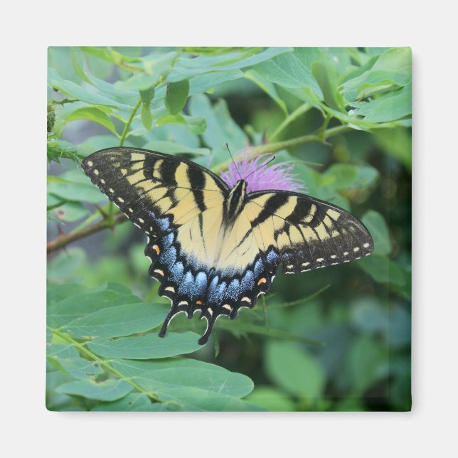 Schmetterling Magnet (Vorne)