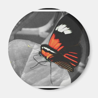 Schmetterling Magnet