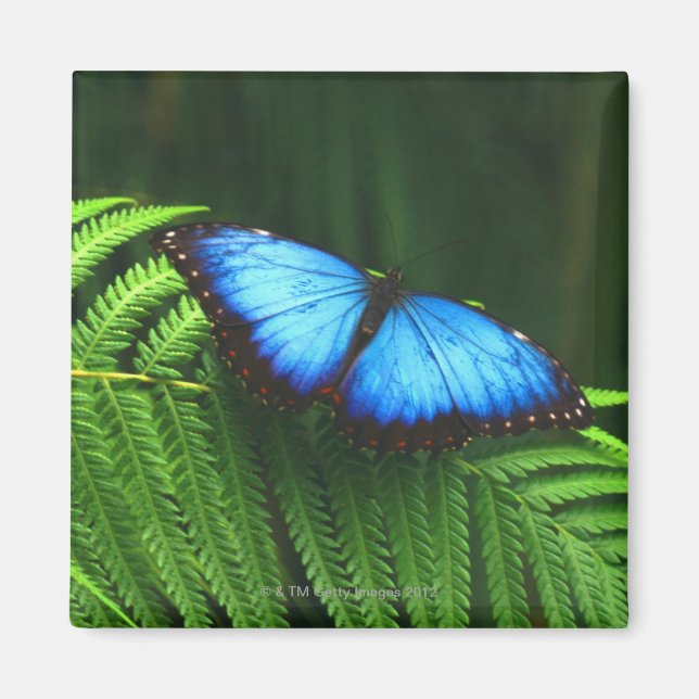 Schmetterling Magnet (Vorne)