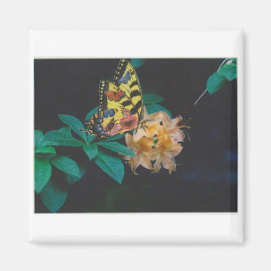 Schmetterling Magnet