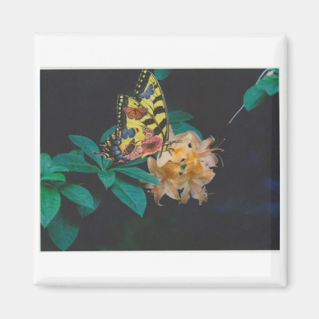 Schmetterling Magnet (Vorne)