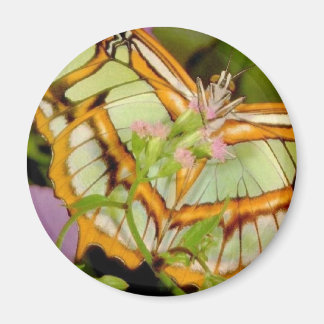 Schmetterling Magnet