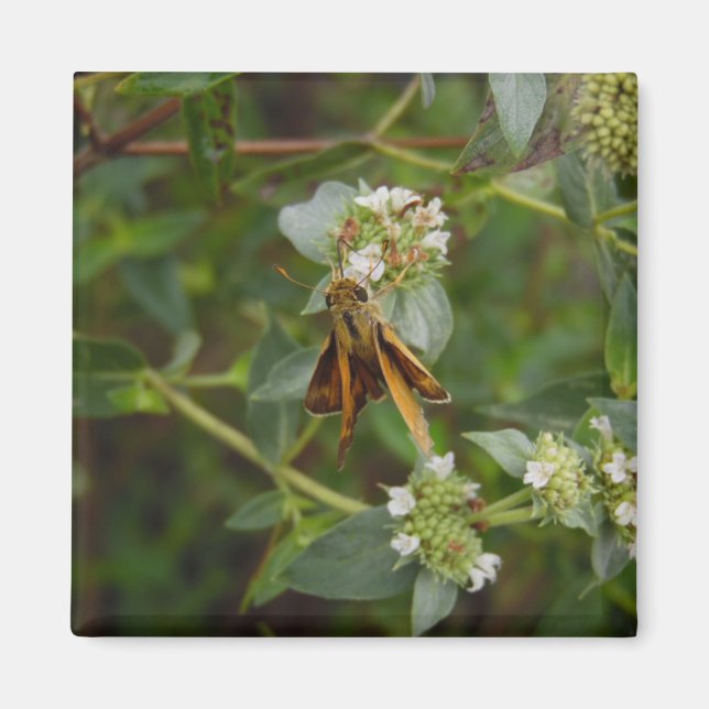 Schmetterling Magnet (Vorne)
