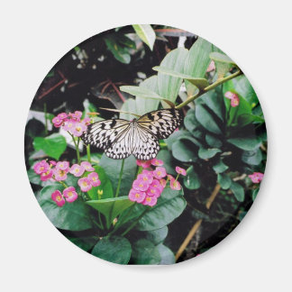 Schmetterling Magnet