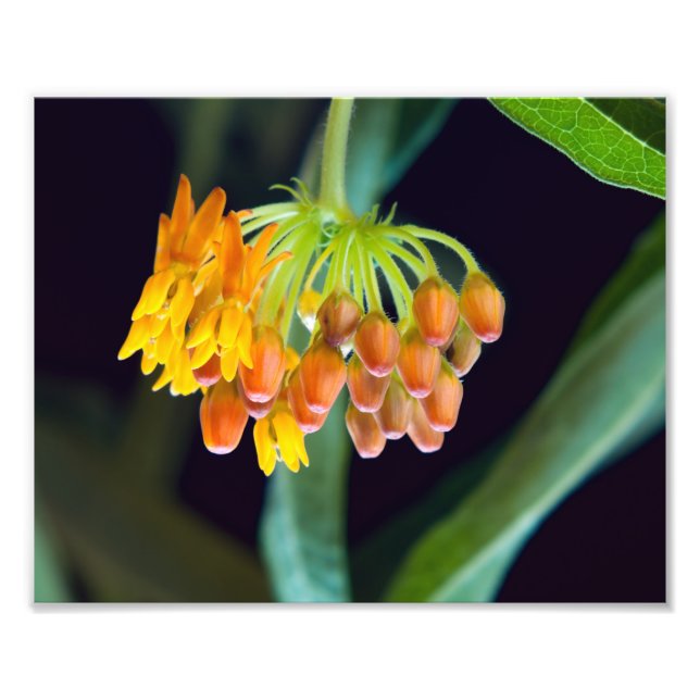 Schmetterling-Milkweed-Buds und -Blüten Fotodruck (Vorne)