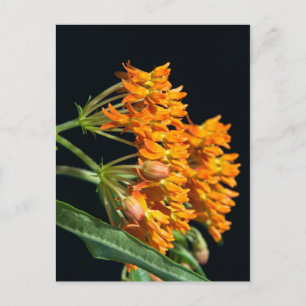 Schmetterling-Milkweed-Florets and Buds on Black Postkarte