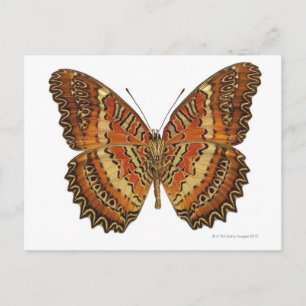 Schmetterling mit ausgebreiteten Flügeln Postkarte