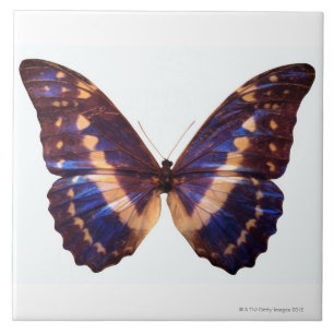 Schmetterling mit Flügeln verbreitete 3 Fliese