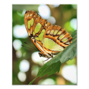 Schmetterling mit Naher Spitze 8x10 Fotodruck